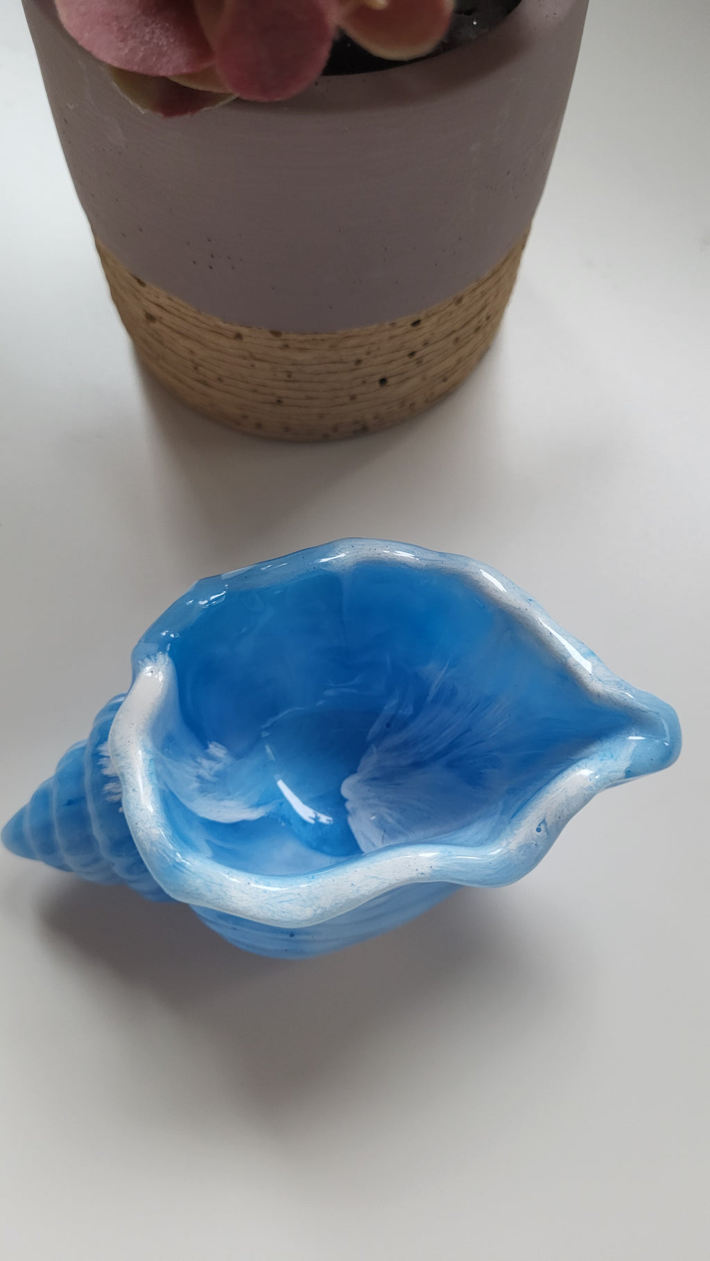 Muschel Schale