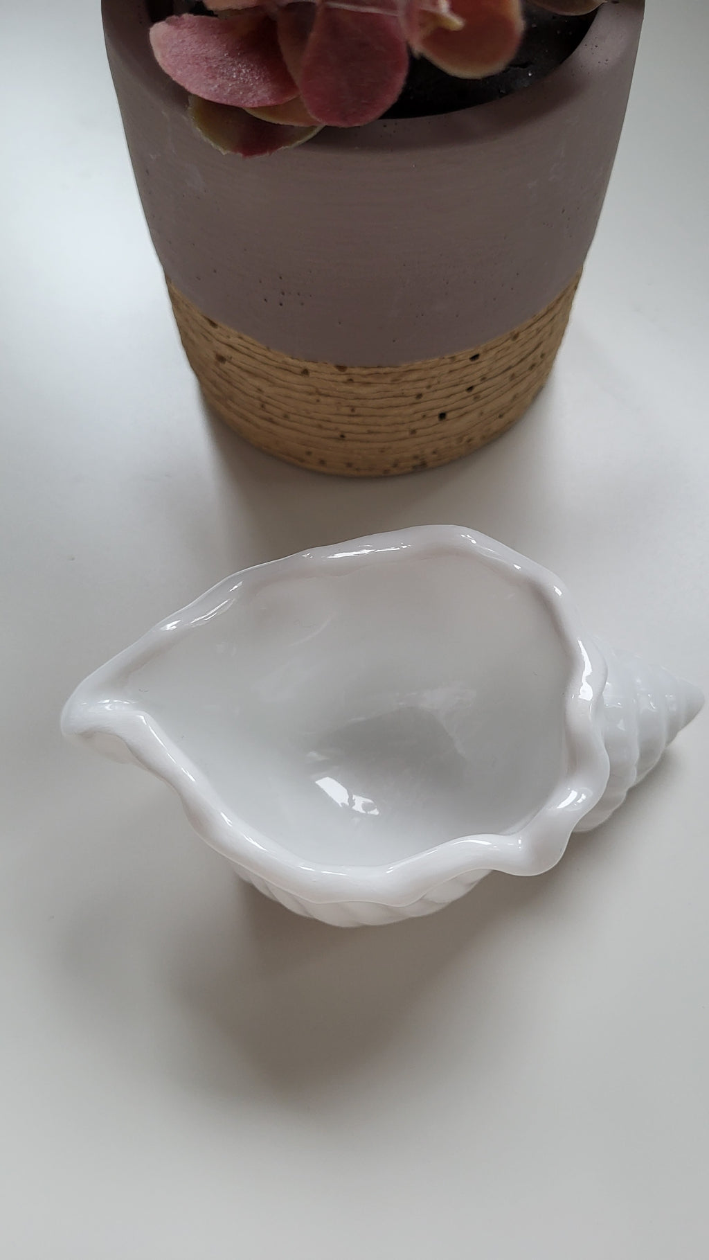 Muschel Schale